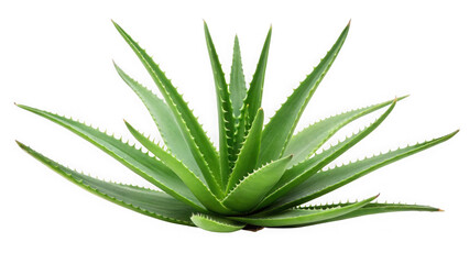 Fototapeta premium Green aloe vera plant isolated on transparent background