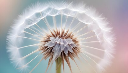 Fototapeta premium Close-up of a dandelion seed head, showcasing delicate details and soft colors.