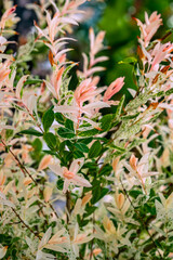 Close-up of vivid scenic variegated leaves of ornamental plant with soft bokeh background in garden. Concept of variegated foliage, ornamental plant, natural garden beauty