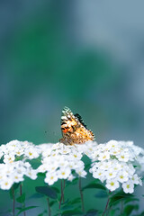Fragile orange butterfly on white delicate spring flowers. Natural minimalistic picture. Copy space.