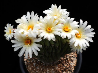 Strombocactus disciformis f. cristata (Guksucheolhwa cactus), distinctive crested cactus with...