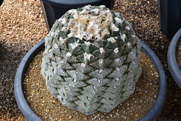 Ariocarpus fissuratus (Guigap Mokdan cactus), rare spineless cactus with fissured textured surface...