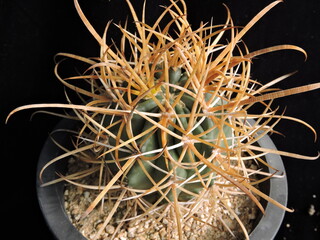 Ferocactus chrysacanthus (Geumgwan-yong cactus), barrel cactus with thick ribs, golden spines, and...