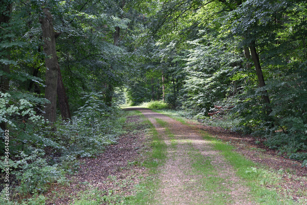 Poster a path through a forest with trees on either side