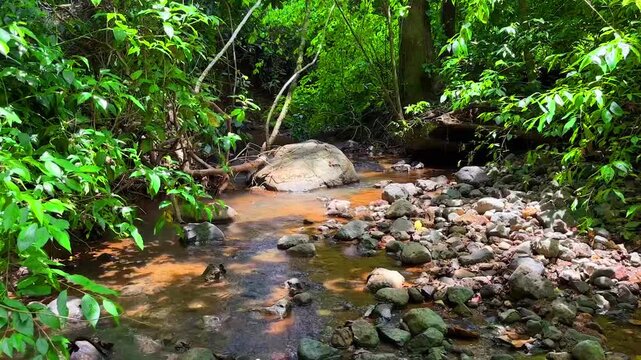 Serene view of a calm tropical river flowing through lush rainforest in Costa Rica, surrounded by vibrant green vegetation, rocks, and natural wildlife sounds