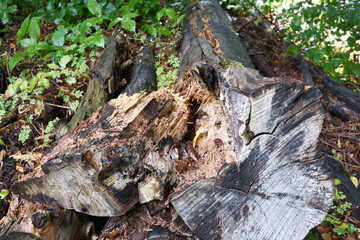 A large log with a hole in it sits on the ground