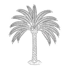 Obraz premium Simple palm tree drawing