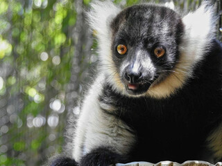 Black and White Ruffed Lemur on Ground