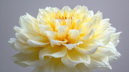 Close up of a delicate pale yellow dahlia bloom with intricate layered petals