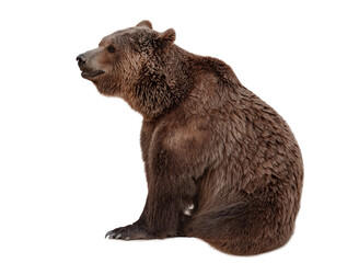 Brown Bear (Ursus arctos) Isolated on white background