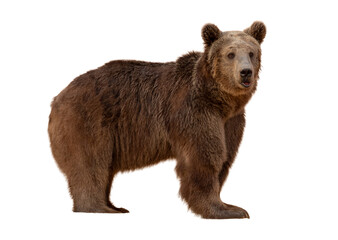 Brown Bear (Ursus arctos) Isolated on white background