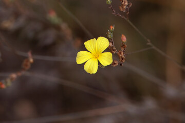 Blossom of Linum tenue