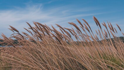 Tall dry grass swaying in the wind under a clear blue sky in a natural outdoor setting