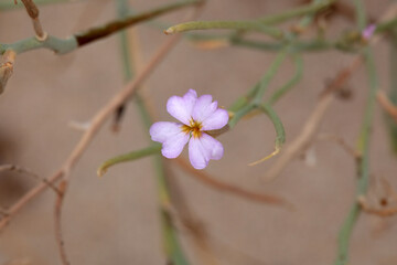 Blossom of Marcus-kochia littorea