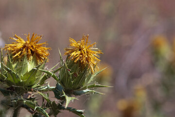 Woolly distaff thistle, Carthamus lanatus