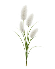 Fototapeta premium Artificial white pampas grass stem for decoration 
