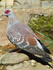 Speckled Pigeon Standing on Rock