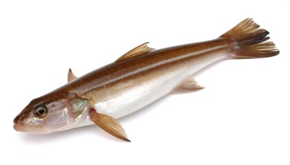 Single fish, light brown and white