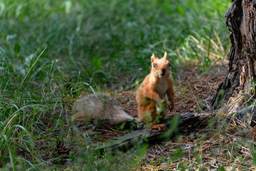 A young common squirrel  (Sciurus vulgaris) with an injured blind eye and a torn ear sits on the grass in front of a tree and looks at the camera.