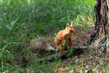 Fototapeta premium A young common squirrel (Sciurus vulgaris) with an injured blind eye and a torn ear sits on the grass in front of a tree and looks down.