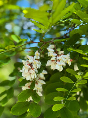 Fototapeta premium White acacia flowers close-up on green leaves background