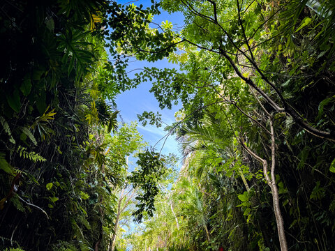 green forest in the morning