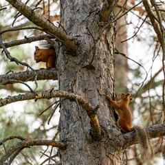 Two young common squirrels (Sciurus vulgaris) play running along the trunk of a tree, square photo.