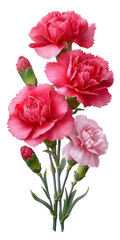 Obraz premium A beautiful bouquet of vibrant pink carnation flowers against a white background.