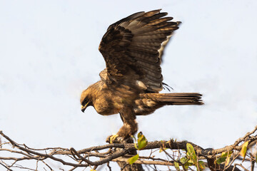 Brown eagle with spread wings on a branch