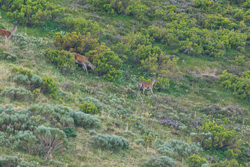 deer in the woods