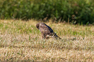 red tailed hawk