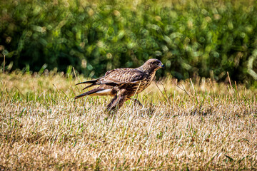 red tailed hawk