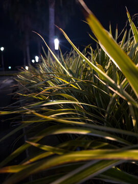 close up of grass in the night