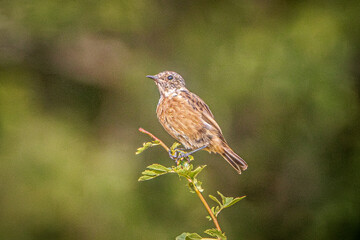 robin on a branch