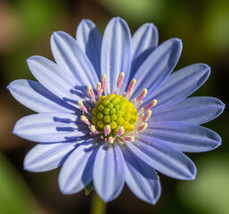 Beautiful Blue Flowers