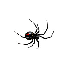 Realistic Black Widow Spider Toy or Halloween Prop Isolated