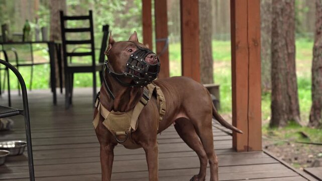 Brown pitbull dog wearing a muzzle and tactical vest standing on a wooden porch