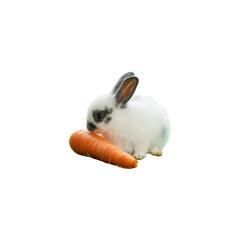 Rabbit isolated on white background