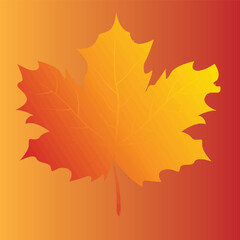 Autumn Maple Leaf in Golden Gradient, Fall Season Vector Illustration with Vibrant Colors for Nature and Thanksgiving Designs