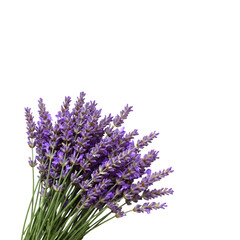 Fototapeta premium A bunch of purple lavender flowers isolated on transparent background
