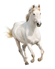 Fototapeta premium Majestic white horse running isolated on transparent background.PNG