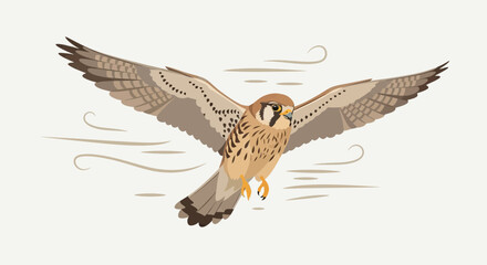 Fototapeta premium Vector illustration of an american kestrel bird flying with spread wings in the sky wildlife concept graphic design flying against the wind