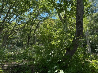 小樽市内の天狗山