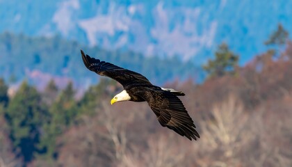 Obraz premium Majestic eagle soaring above forest
