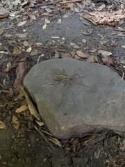 A large mosquito stands on a large stone