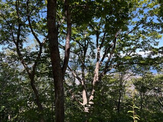 小樽市内の天狗山