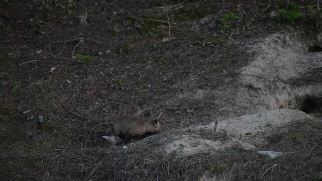 Red fox kits in the spring at their den in the Canadian Rockies