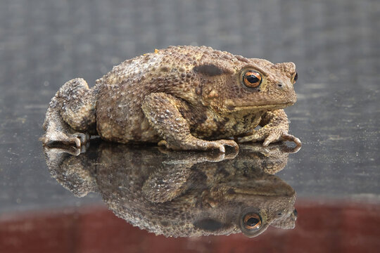 a close up of a common toad captured as it sits on a sheet of glass which gives it a perfect reflection. The area surrounding the toad is out of focus