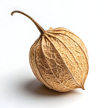 Single dried pointed gourd isolated on a white background, perfect for culinary, herbal,