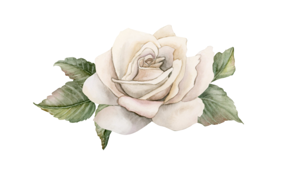 Roses with green leaves. White garden flower arrangement. Watercolor hand painted floral isolated illustration wedding